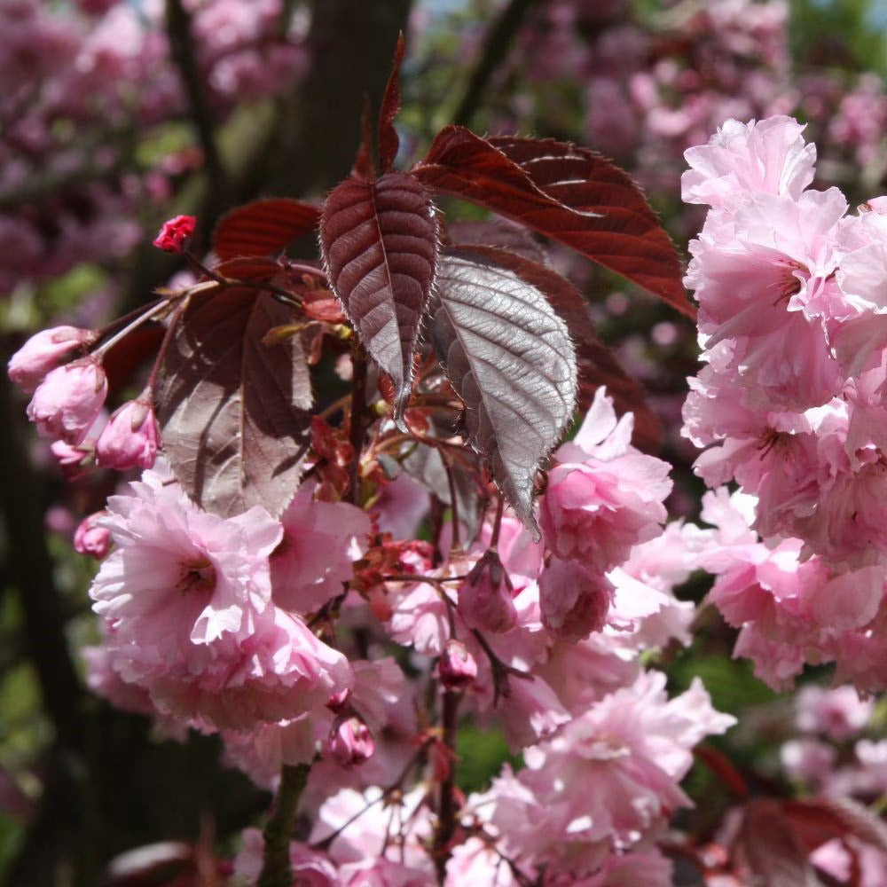 Sakura Royal Burgundy