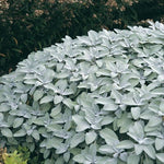 Šalvia lekárska Berggarten bylinka 	
OBSLEKBERGK