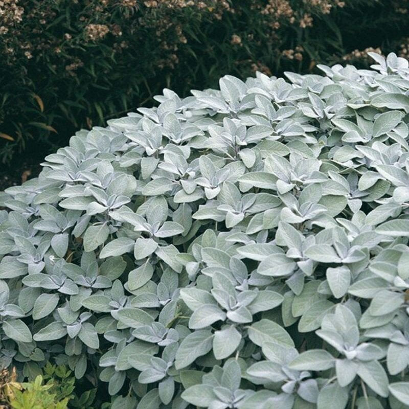 Šalvia lekárska Berggarten bylinka 	
OBSLEKBERGK