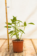 Šalvia lekárska kontajner
