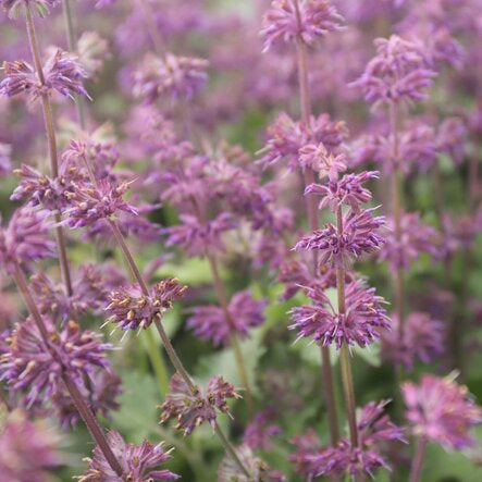 Salvia verticillata Purple Rain šalvia praslenatá jedlé kvety  	
TKBSALPURRAIK
