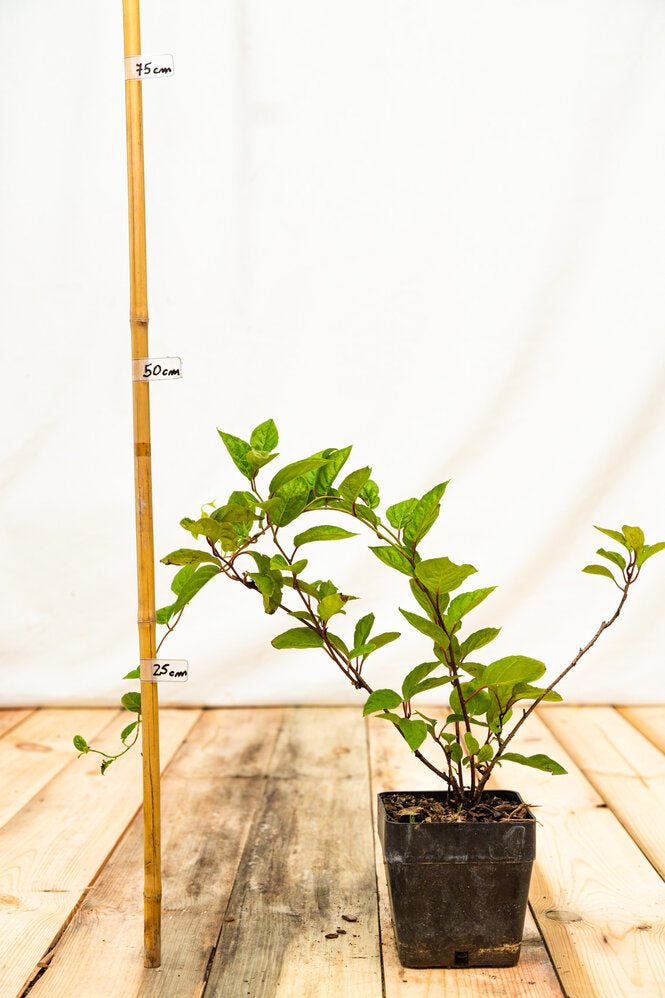 Schizandra čínska rastlina kontajner OKSCHIK