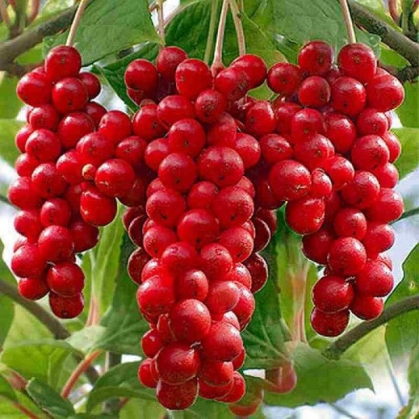 Schizandra čínska Sadova No. 1 plody detail