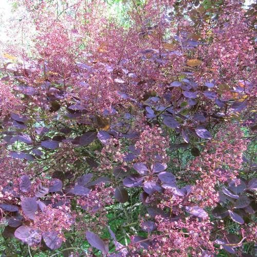 Škumpa vlasatá Royal Purple ker detail