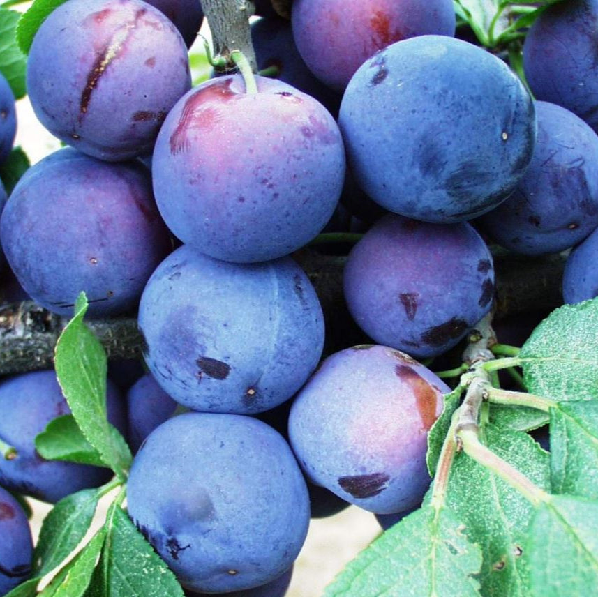 slivka Bryská plody detail