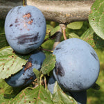 Slivka Čačanská lepotica plody detail