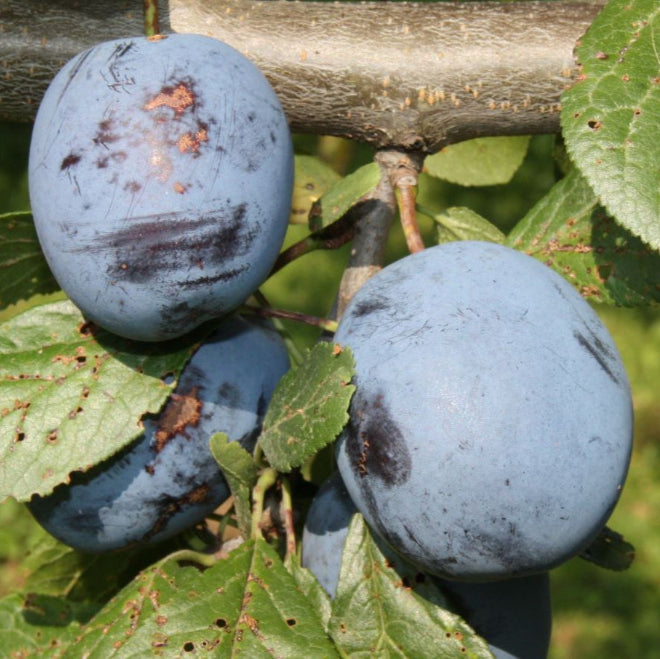 Slivka Čačanská lepotica plody detail