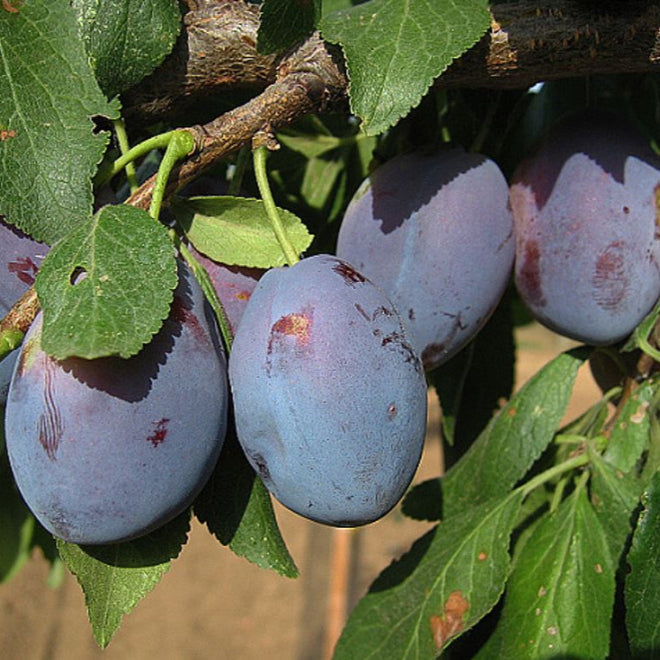 slivka Hamanova plody 