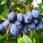 slivka Jofela plody detail