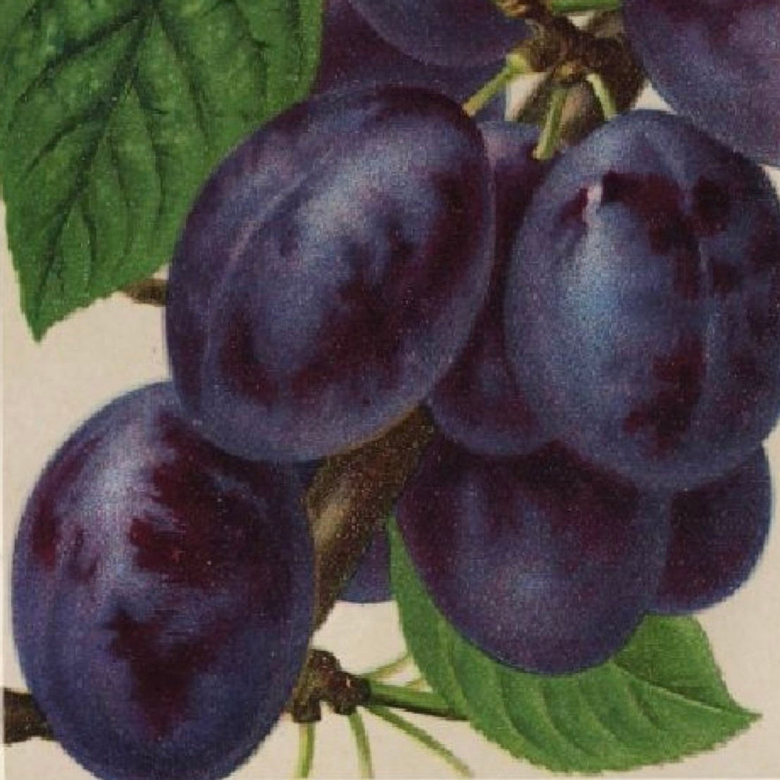 slivka Lutzelsachsenská plody  detail