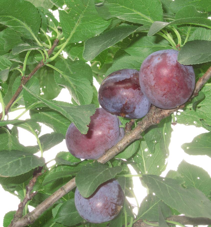 Slivka Ruth Gerstetter plody detail