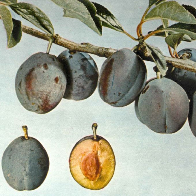 Slivka Wangenheimova plody detail