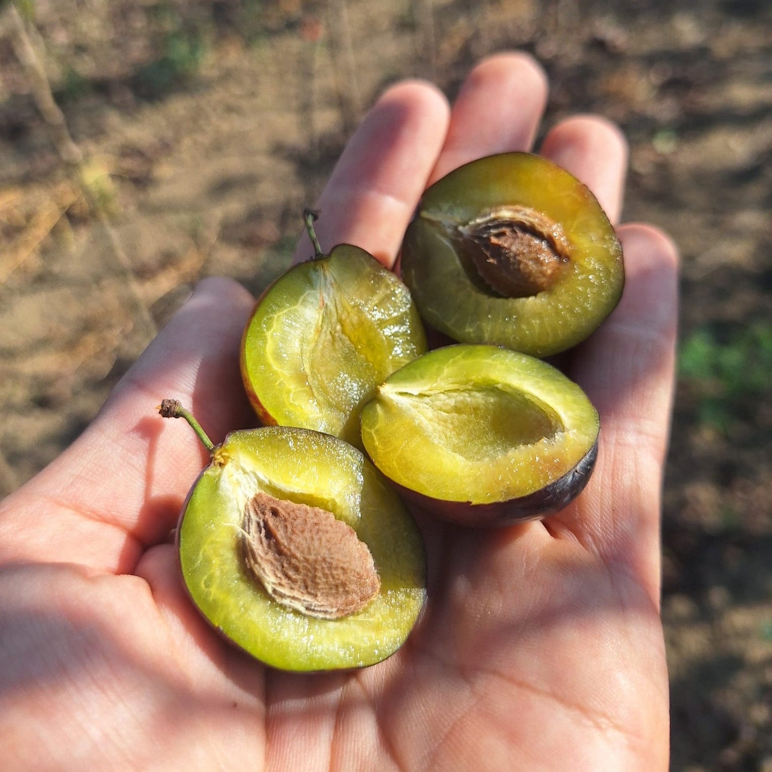 Slivka Wangenheimova