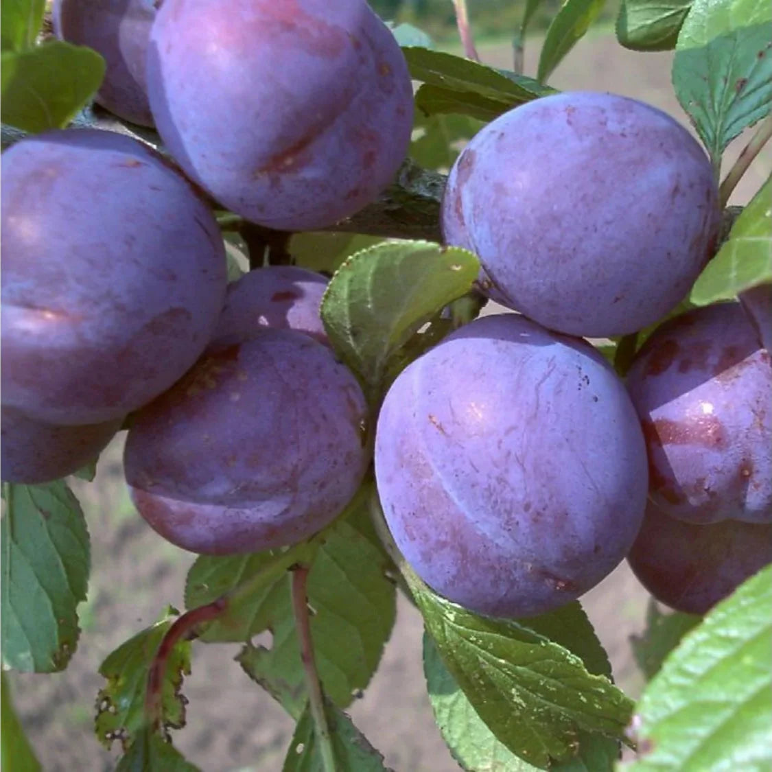 Slivka Anna Späth plody detail