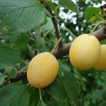 Slivka Belica (Špendlík žltý) plody detail