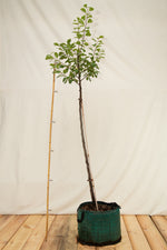 Slivka Bystrická strom airpot arbotaška