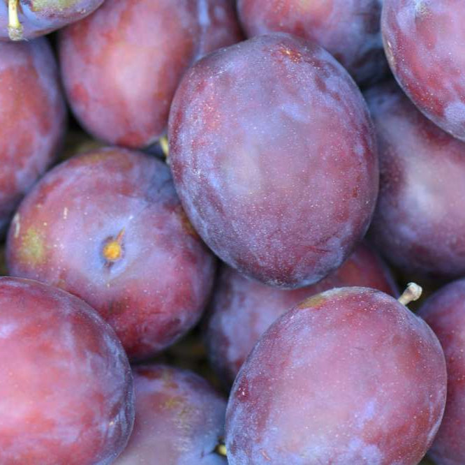 slivka Cárska plody detail