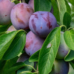 Slivka Ersingerská (Ahlbachova) plody detail