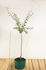 Slivka Ersingerská (Ahlbachova) strom arbotaška airpot