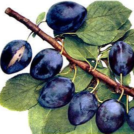 Slivka Esslingenská plody detail