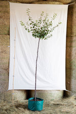 Slivka Esslingenská strom airpot arbotaška