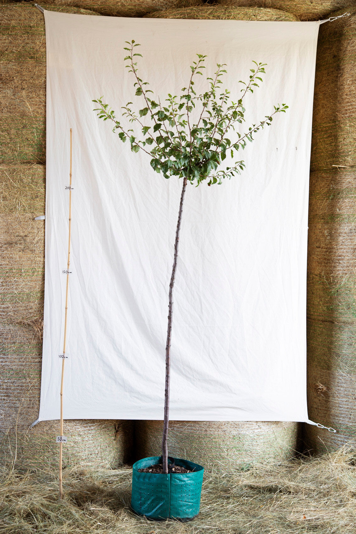 Slivka Esslingenská strom airpot arbotaška