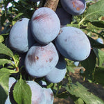 Slivka Gabrovská plody detail