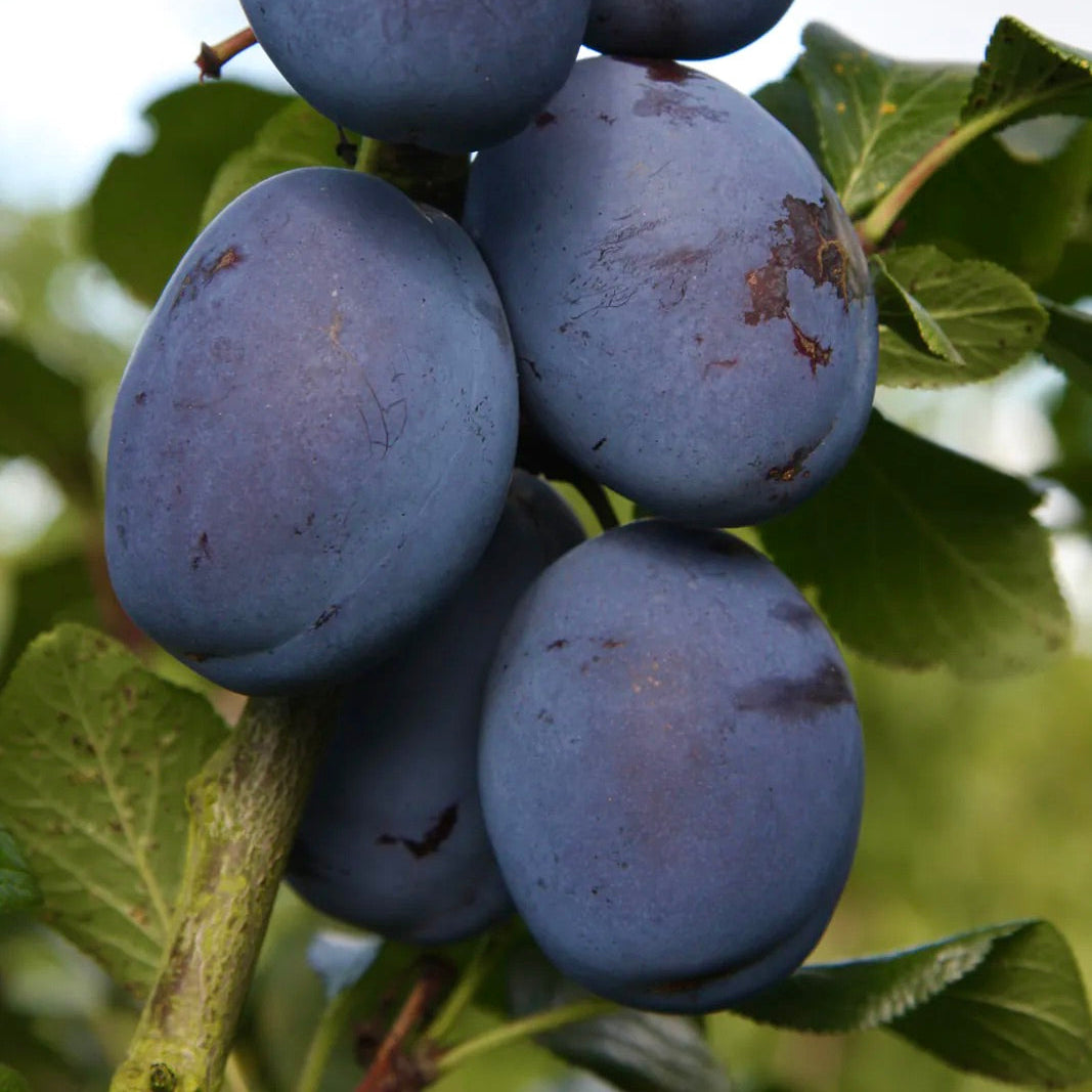 Slivka Haganta plody detail