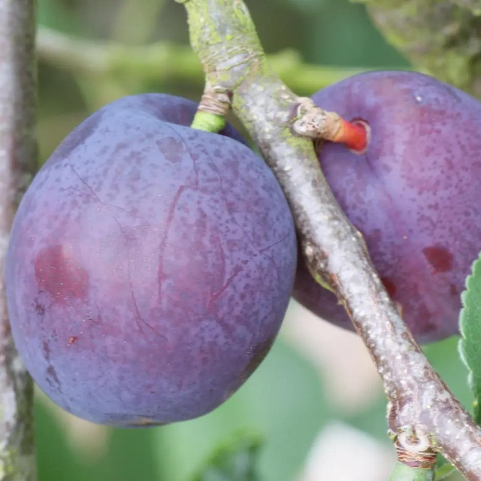 Slivka Herman detail plody