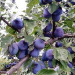 Slivka Kulinaria Toptaste plody detail