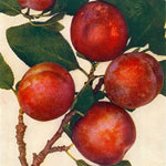 Slivka Malvazinka plody detail