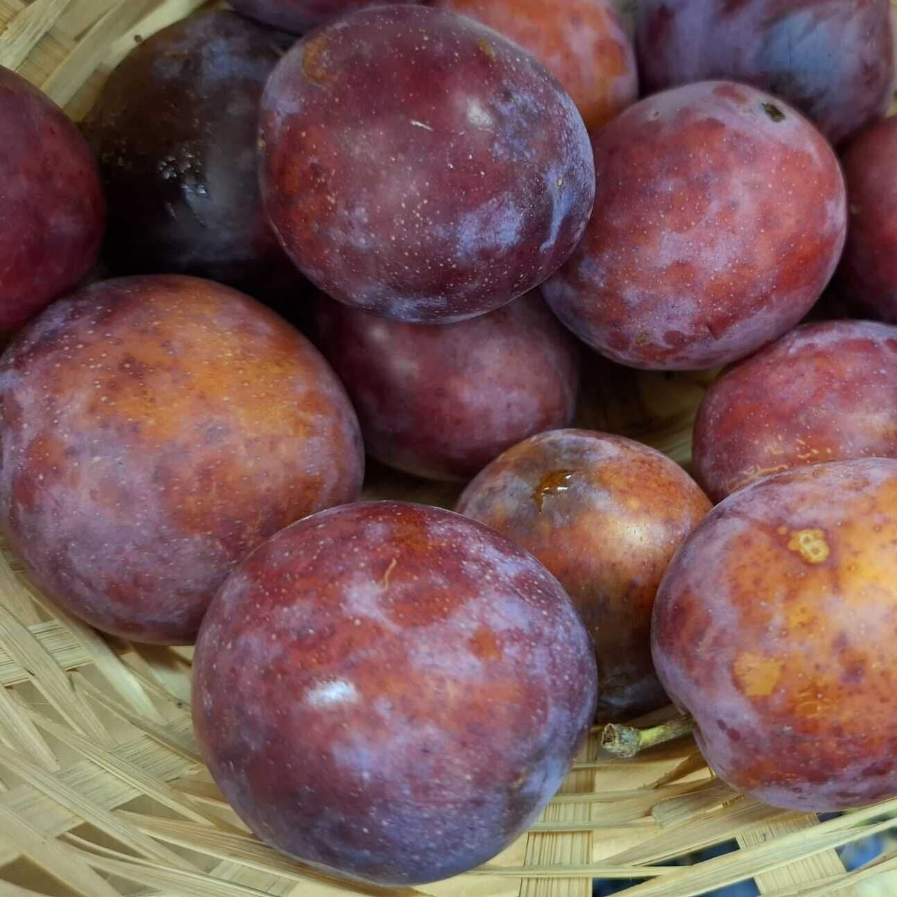 Slivka Malvazinka plody detail