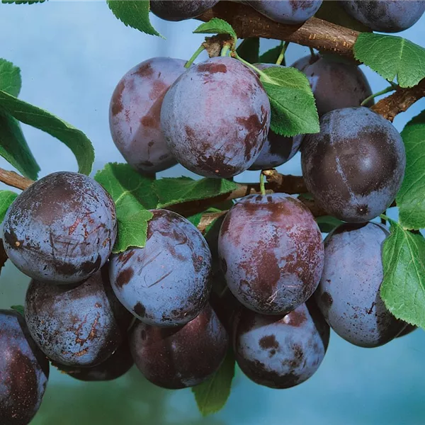 Slivka Zimmerova plody detail