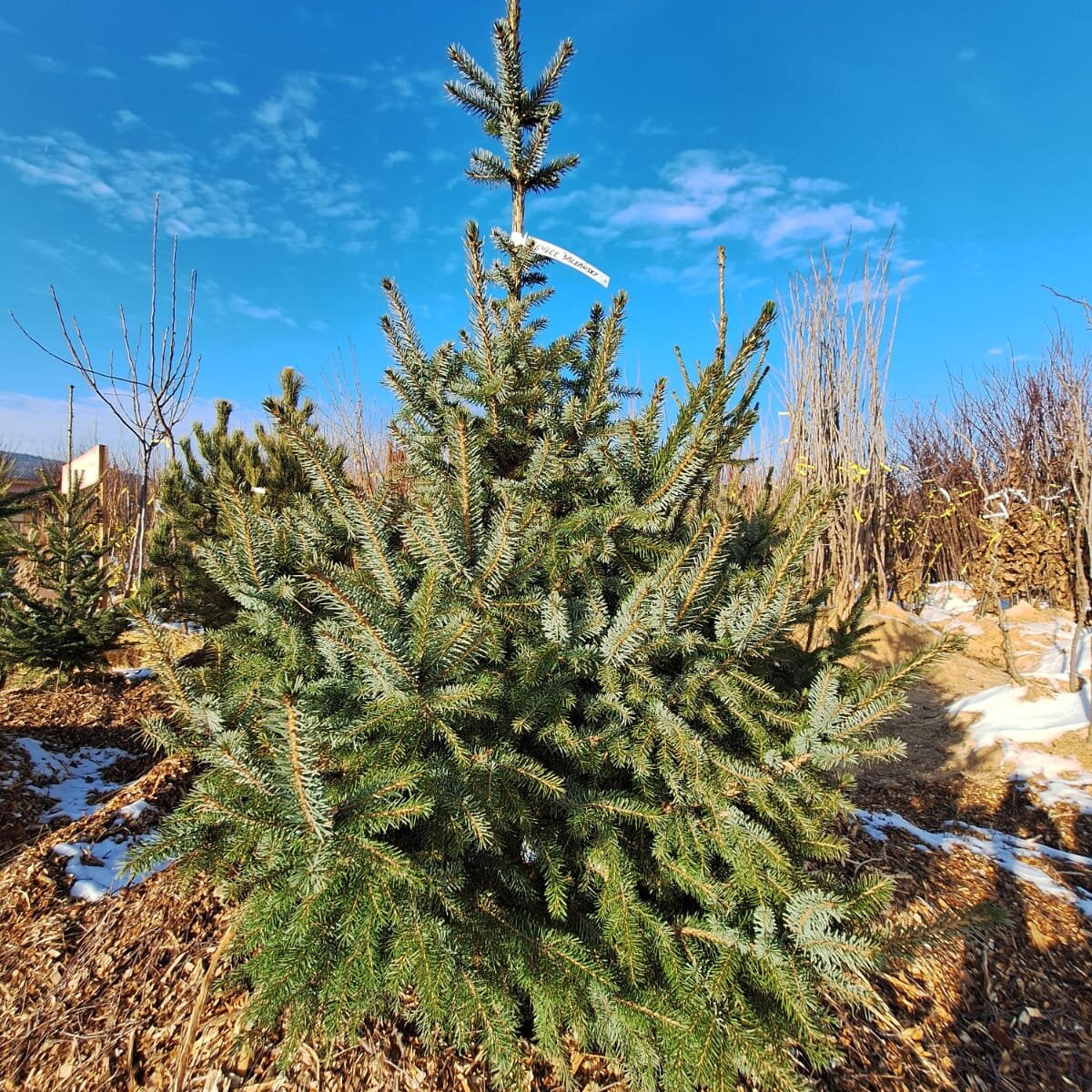 Smrek balkánsky ( omorikový ) strom detail  ISMRBALB