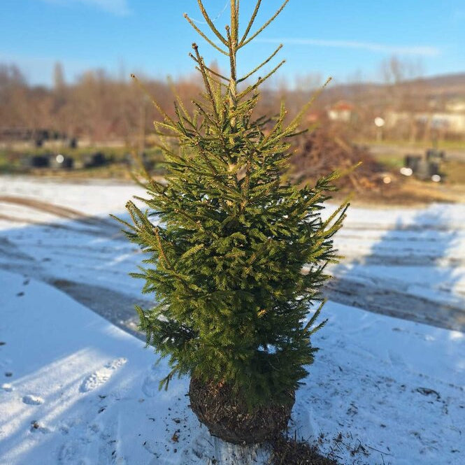 Smrek obyčajný strom detail 	
ISMROBYB