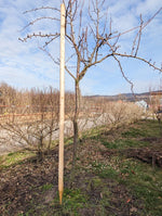 smrekovcove smrekove koly frezovane OMKVSVECKF250