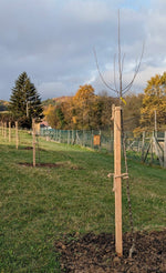 smrekovcove  koly rezané material k vysadbe 	
OMKVSVECR200 	
OMKVSVECR250