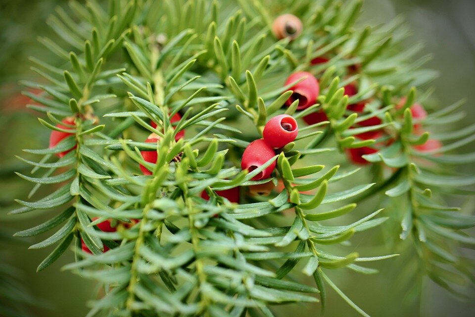 Tis obyčajný ihličie plody
Taxus baccata