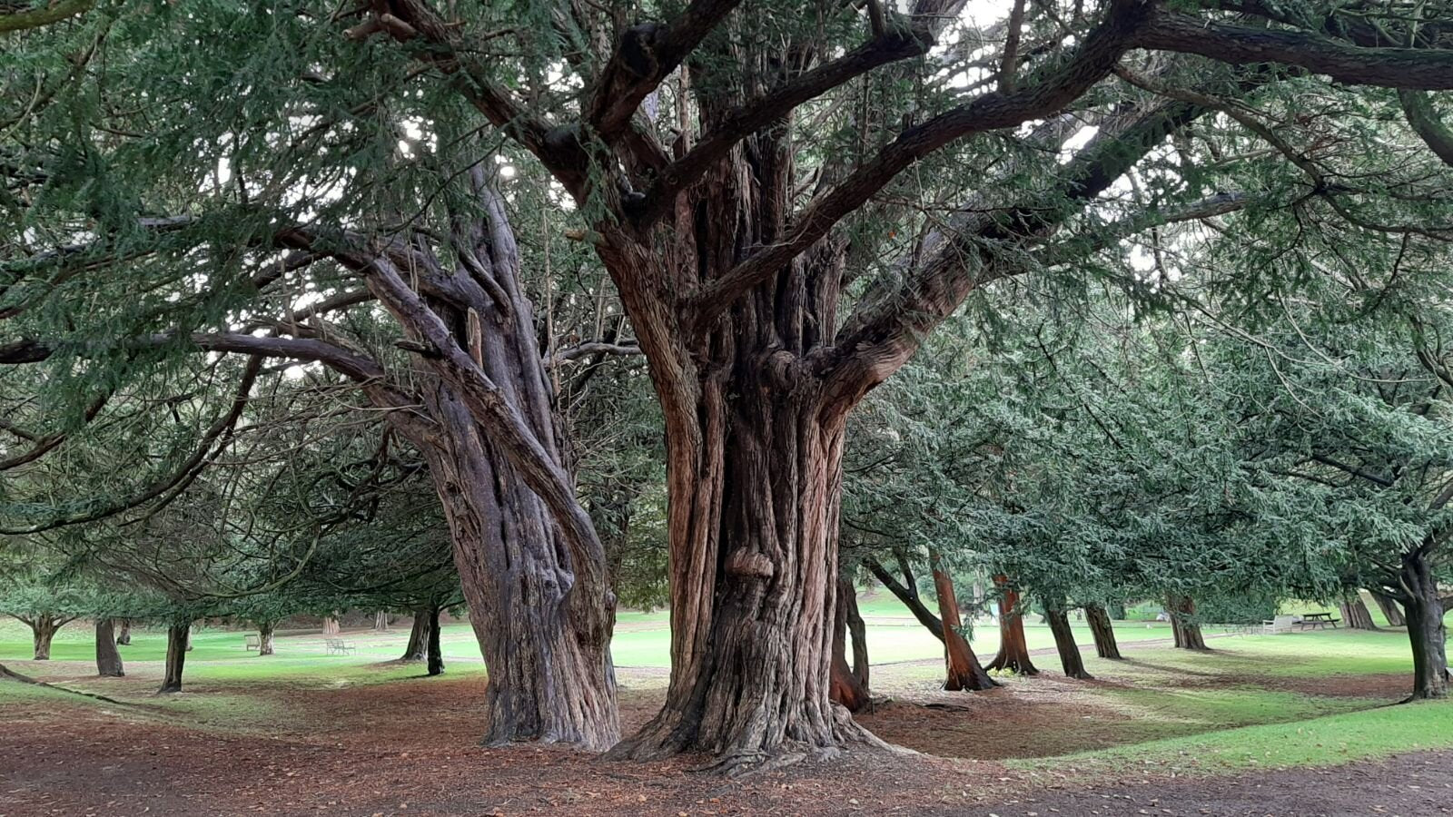 Tis obyčajný dospelý strom 
Taxus baccata
