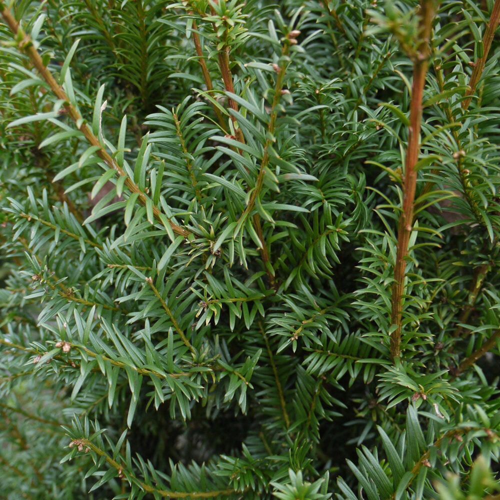 Tis obyčajný 
Taxus baccata ihličie 