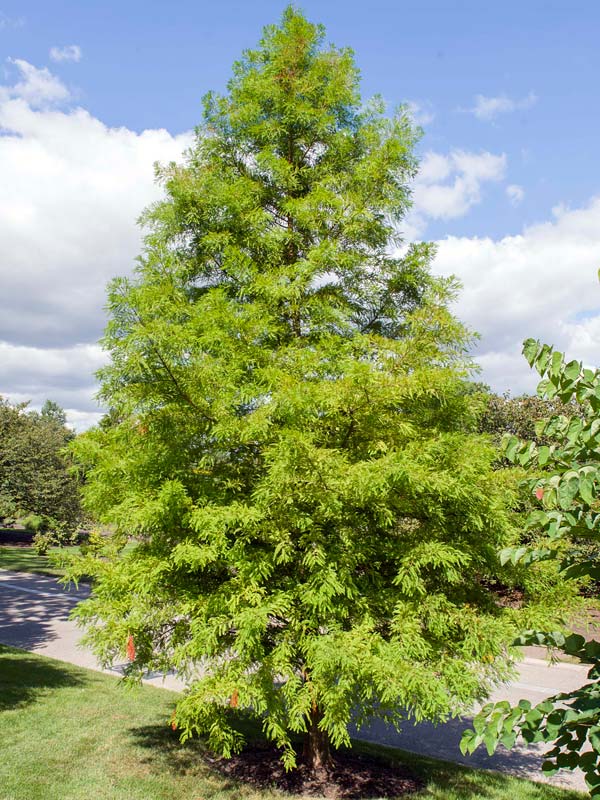tisovec dvojradý strom taxodium distichum 