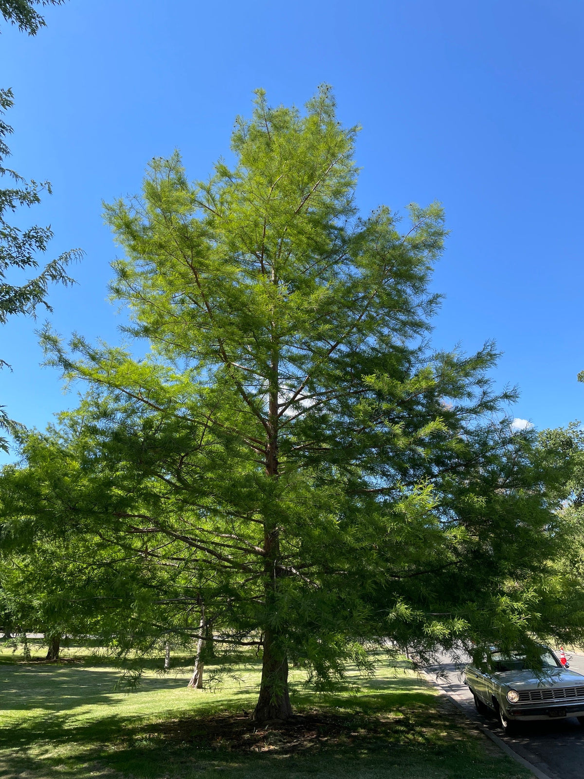 tisovec dvojradý strom taxodium distichum 