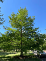 tisovec dvojradý strom taxodium distichum 