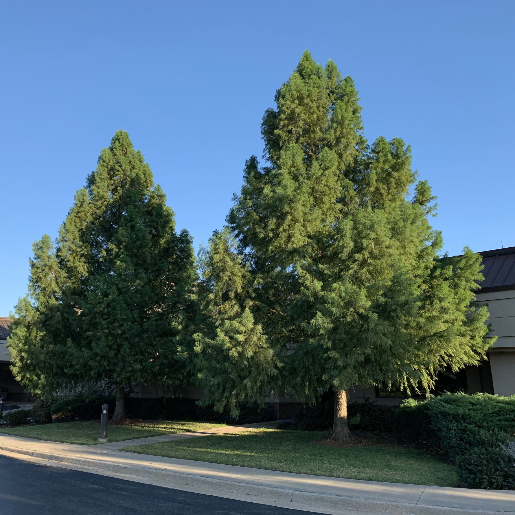 tisovec dvojradý stromy taxodium distichum 