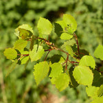 Topoľ osikový detail strom listy