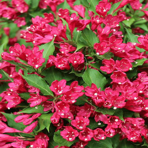 Vajgela All Summer Red® kvety detail