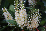 Vavrínovec lekársky Rotundifolia detail kvety