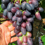 vinič Gigant Modrý strapec s bobuľami 