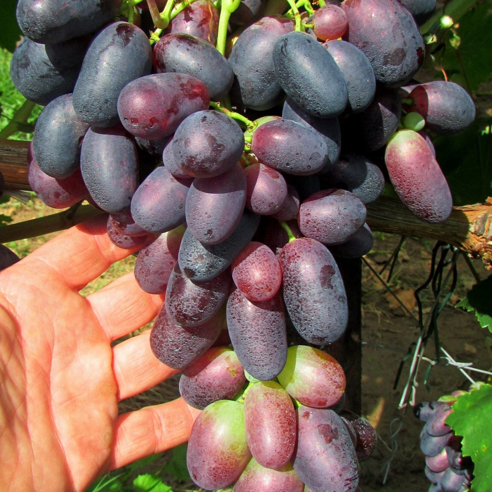 vinič Gigant Modrý strapec s bobuľami 