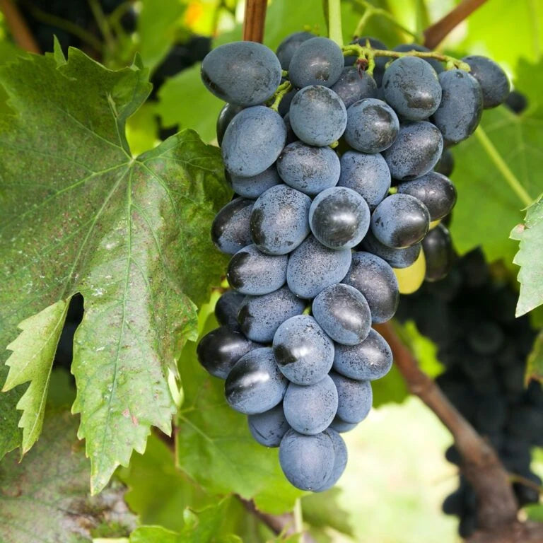 Vinič hroznorodý Attika Seedless detail plody